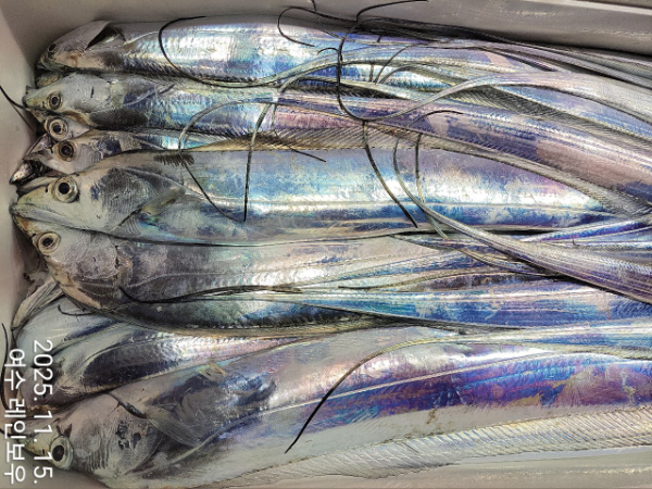 ♡여수레인보우♡갈치_열기_한치_갑오징어__사진_20251115_17.jpg