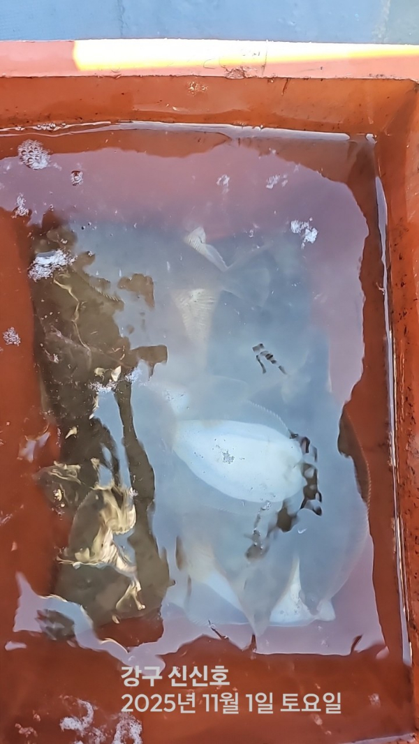 신신낚시 강구점 신신호_사진_20251101_3.jpg