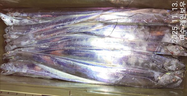 ♡여수레인보우♡갈치_열기_한치_갑오징어__사진_20251113_36.jpg