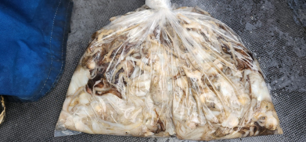 예지퀸호 농어외수질&어초낚시 경기인천권_사진_20251031_9.jpg