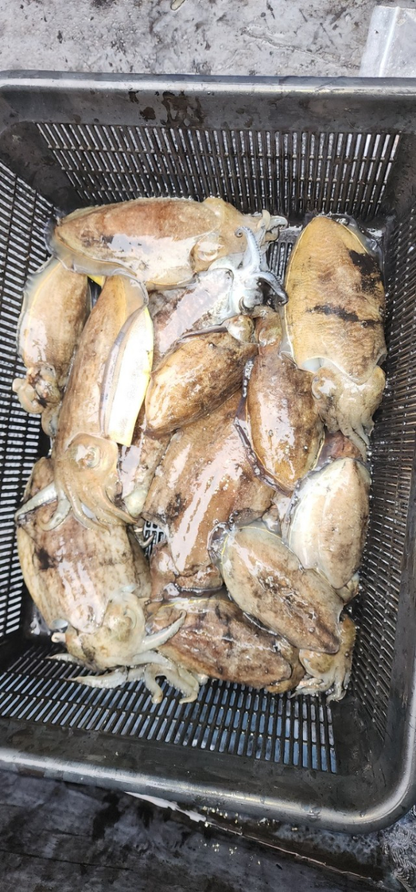 예지퀸호 농어외수질&어초낚시 경기인천권_사진_20251031_7.jpg