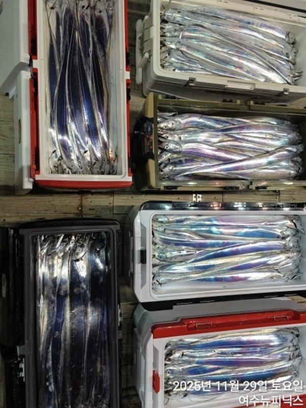 20911월29일갈치 (2).jpg