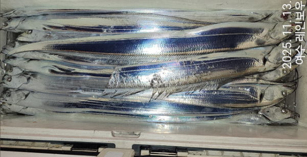 ♡여수레인보우♡갈치_열기_한치_갑오징어__사진_20251113_23.jpg