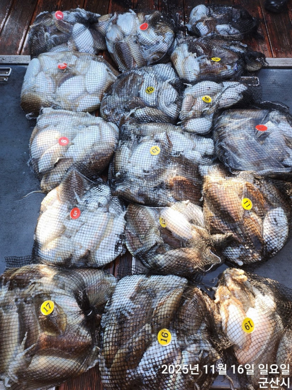 군산 선상낚시, 바다낚시 출조 전문 ☆서군산낚시☆_사진_20251116_17.jpg