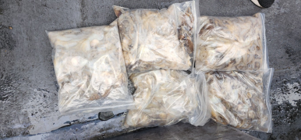 예지퀸호 농어외수질&어초낚시 경기인천권_사진_20251031_11.jpg