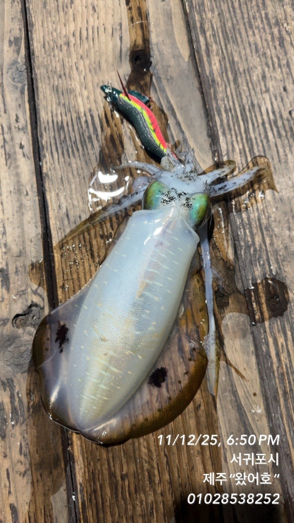 제주왔어호_사진_20251113_17.jpg