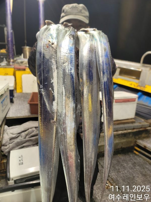 ♡여수레인보우♡갈치_열기_한치_갑오징어__사진_20251112_3.jpg