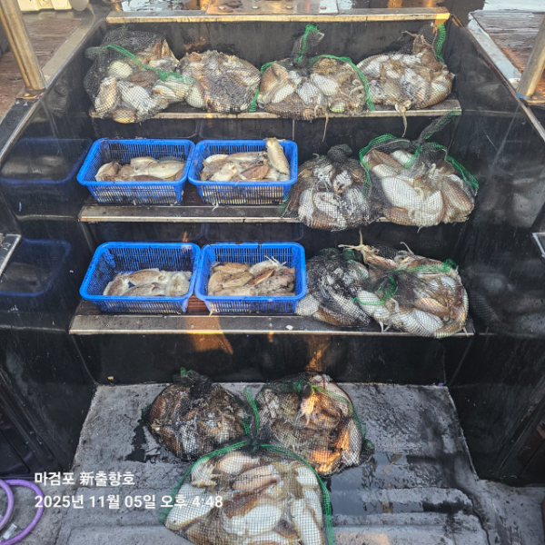 ꫛꫀꪝ✧‧˚ 태안 마검포 新출항호 .• _˚☀₊_사진_20251105_5.jpg