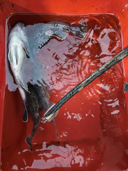 인천바다낚시 (35).jpg