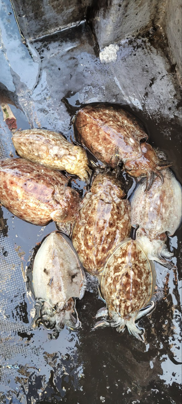 예지퀸호 농어외수질&어초낚시 경기인천권_사진_20251109_13.jpg