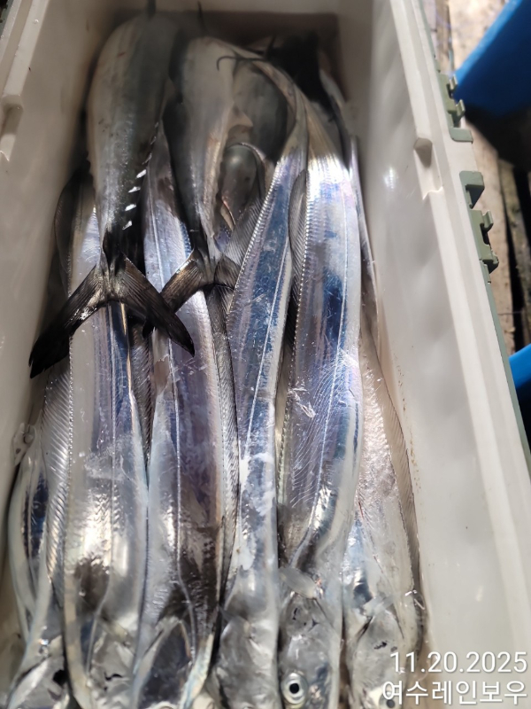 ♡여수레인보우♡갈치_열기_한치_갑오징어__사진_20251120_4.jpg