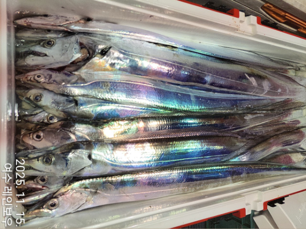♡여수레인보우♡갈치_열기_한치_갑오징어__사진_20251115_19.jpg