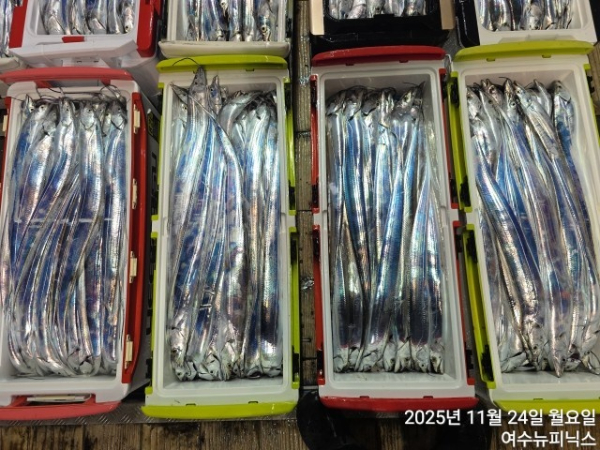 11월24일갈치 (65).jpg