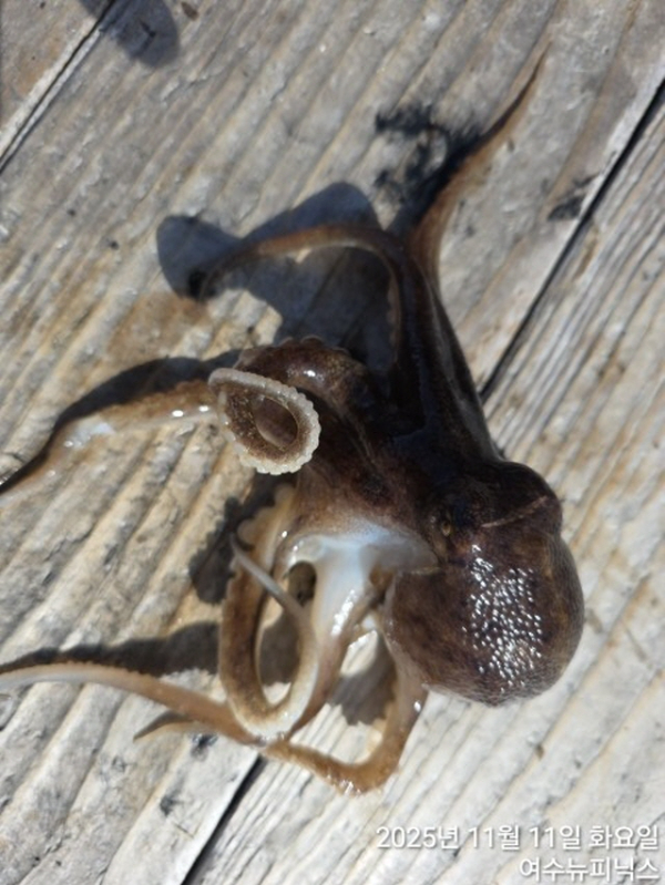 11월11일왕쭈 (2).jpg