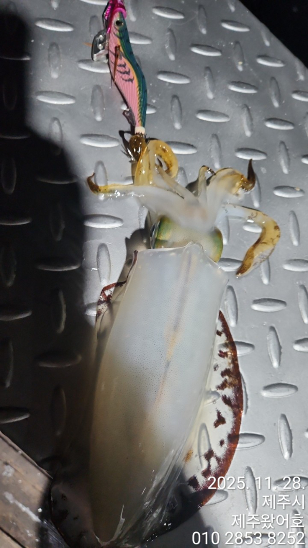 제주왔어호_사진_20251130_19.jpg