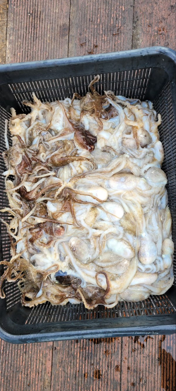 예지퀸호 농어외수질&어초낚시 경기인천권_사진_20251030_8.jpg