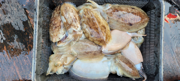 예지퀸호 농어외수질&어초낚시 경기인천권_사진_20251115_18.jpg