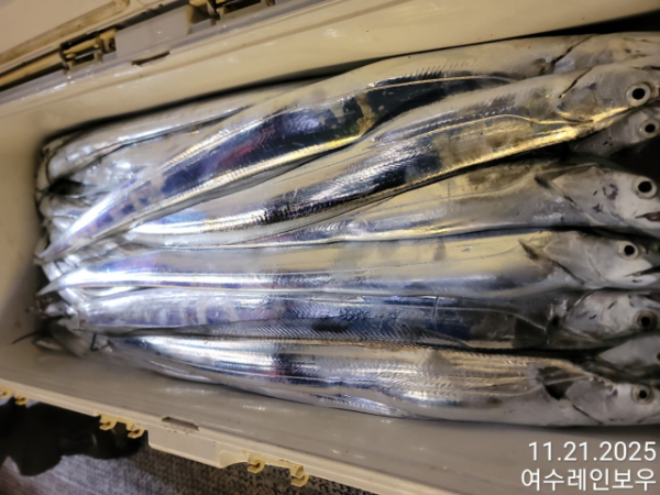 ♡여수레인보우♡갈치_열기_한치_갑오징어__사진_20251121_4.jpg