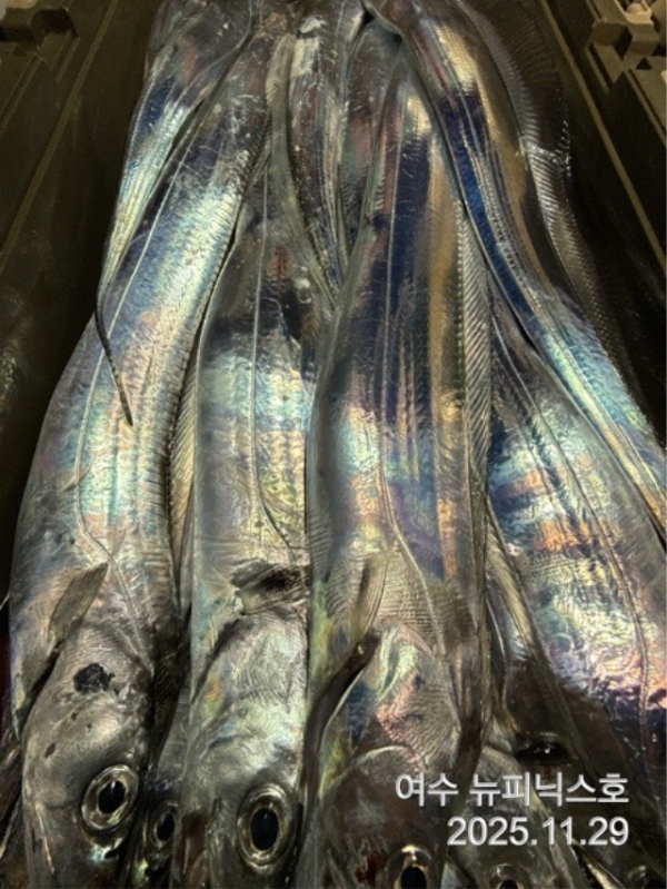 20911월29일갈치 (14).jpg