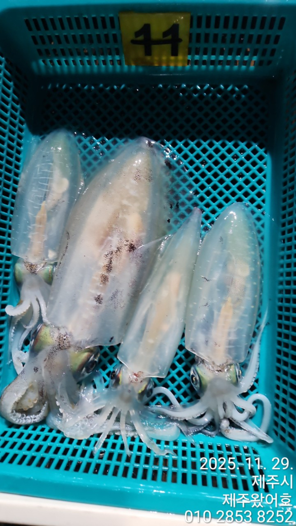 제주왔어호_사진_20251130_6.jpg