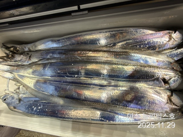 11월29일갈치 (17).jpg