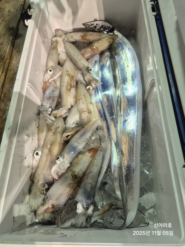 바다꾼낚시(신아라호)_사진_20251105_8.jpg