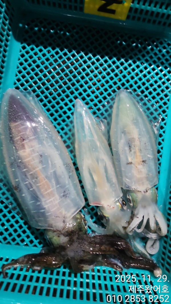 제주왔어호_사진_20251130_11.jpg