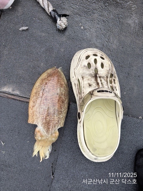 군산 선상낚시, 바다낚시 출조 전문 ☆서군산낚시☆_사진_20251111_9.jpg