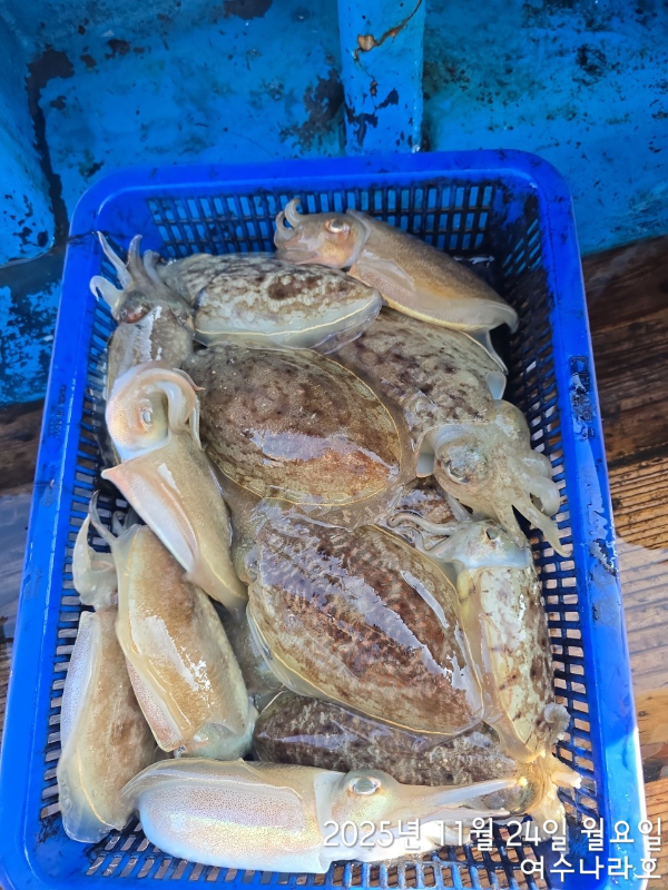 ♠여수나라호♠ 갈치 문어 참돔(타이라바), 쭈꾸미 갑오징어 선상낚시 생활낚시_사진_20251125_13.jpg