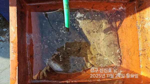 신신낚시 강구점 신신호_사진_20251124_8.jpg