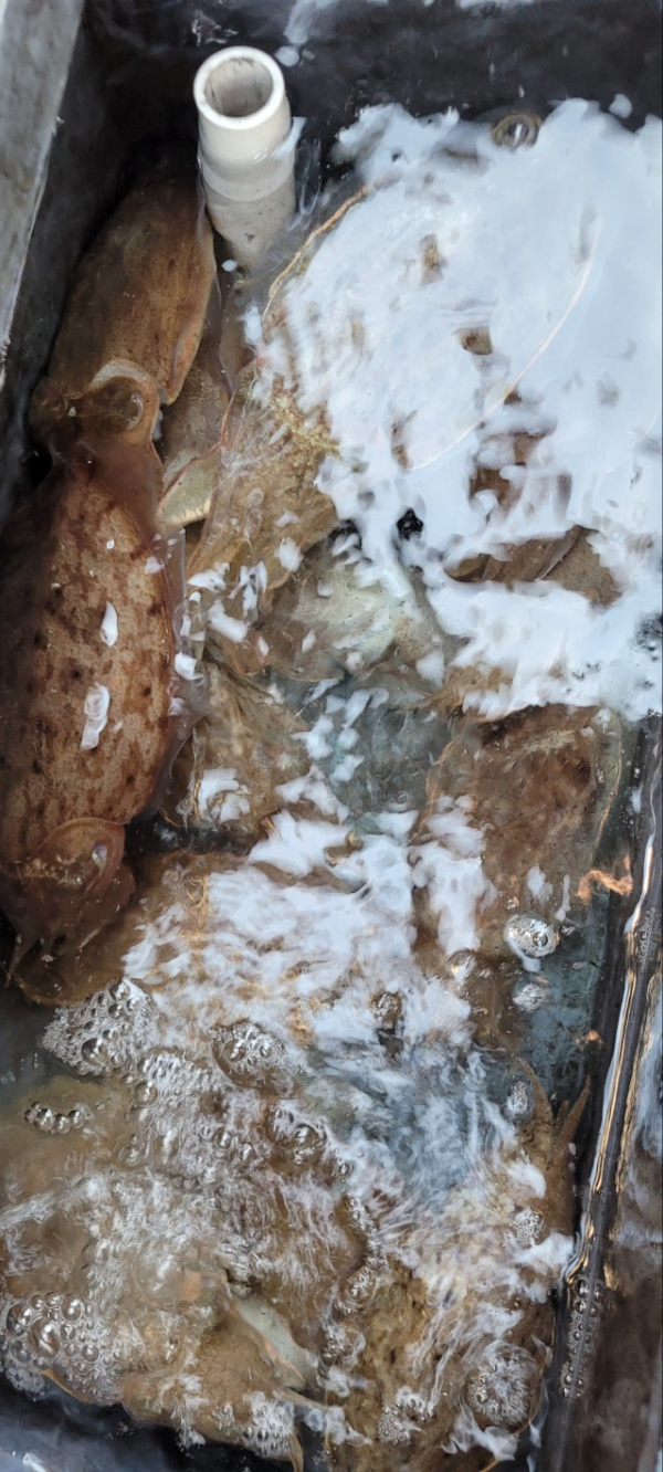 예지퀸호 농어외수질&어초낚시 경기인천권_사진_20251112_16.jpg