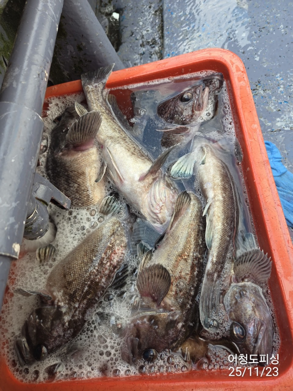 최강피싱 063.463.0800_사진_20251123_20.jpg