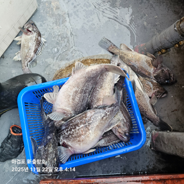 ꫛꫀꪝ✧‧˚ 태안 마검포 新출항호 .• _˚☀₊_사진_20251122_15.jpg