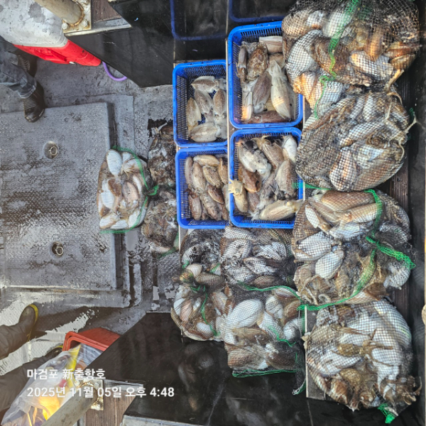 ꫛꫀꪝ✧‧˚ 태안 마검포 新출항호 .• _˚☀₊_사진_20251105_4.jpg