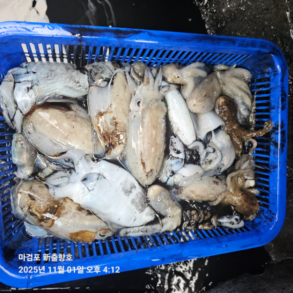 ꫛꫀꪝ✧‧˚ 태안 마검포 新출항호 .• _˚☀₊_사진_20251101_2.jpg