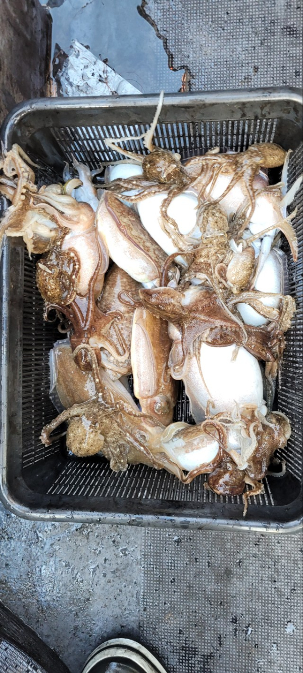 예지퀸호 농어외수질&어초낚시 경기인천권_사진_20251113_5.jpg