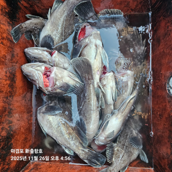 ꫛꫀꪝ✧‧˚ 태안 마검포 新출항호 .• _˚☀₊_사진_20251126_4.jpg