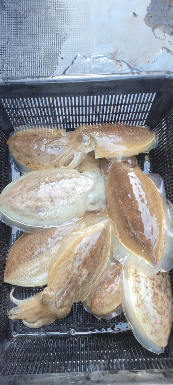 예지퀸호 농어외수질&어초낚시 경기인천권_사진_20251115_11.jpg