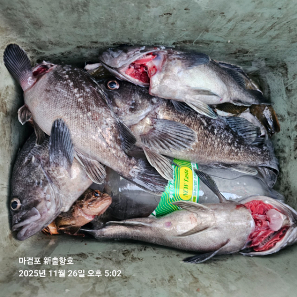 ꫛꫀꪝ✧‧˚ 태안 마검포 新출항호 .• _˚☀₊_사진_20251126_13.jpg