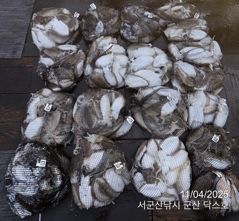 군산 선상낚시, 바다낚시 출조 전문 ☆서군산낚시☆_사진_20251104_1.jpg