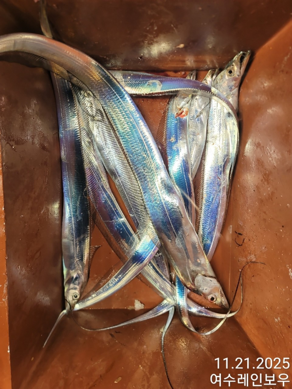 ♡여수레인보우♡갈치_열기_한치_갑오징어__사진_20251121_13.jpg