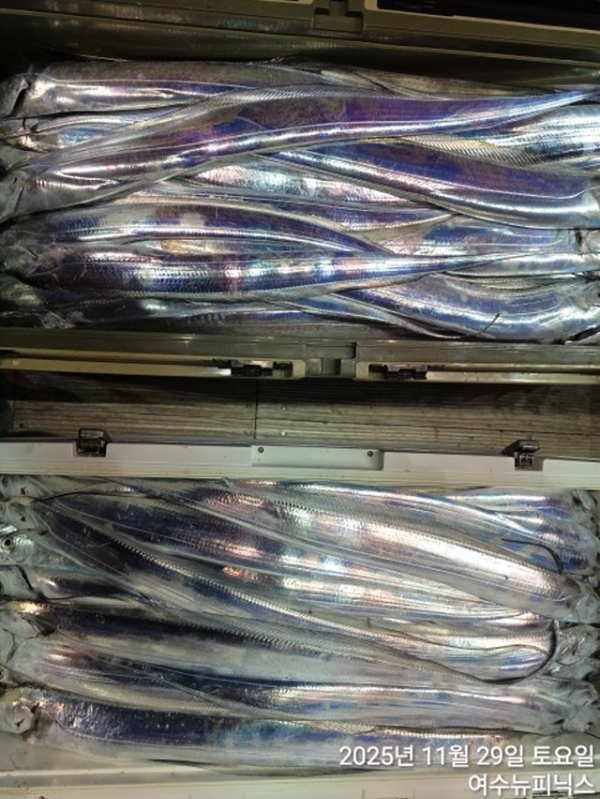 20911월29일갈치 (30).jpg