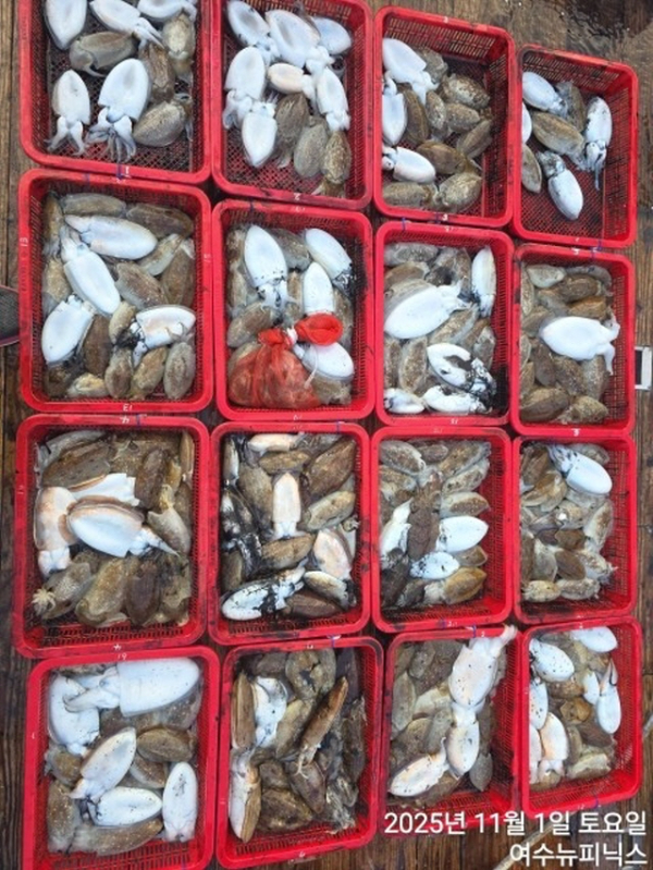 11월2일왕갑오징어 (1).jpg