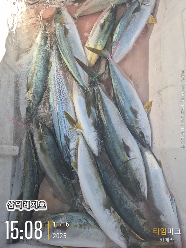 2025-11-16 15.08.14_.jpg