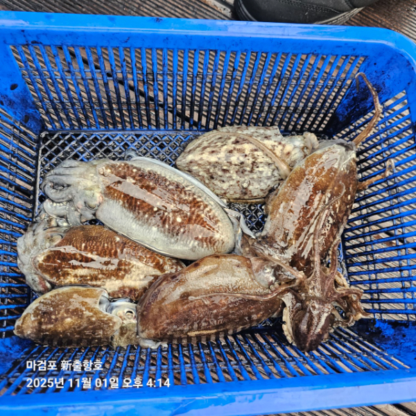 ꫛꫀꪝ✧‧˚ 태안 마검포 新출항호 .• _˚☀₊_사진_20251101_14.jpg