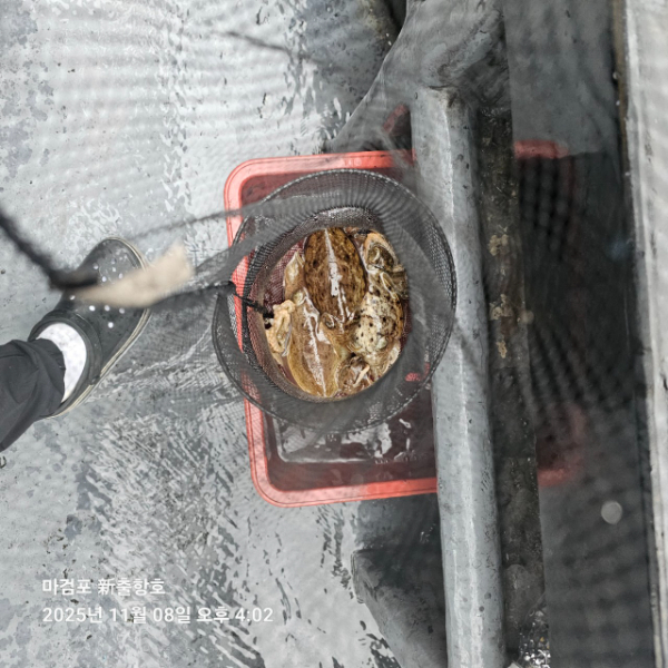 ꫛꫀꪝ✧‧˚ 태안 마검포 新출항호 .• _˚☀₊_사진_20251108_5.jpg