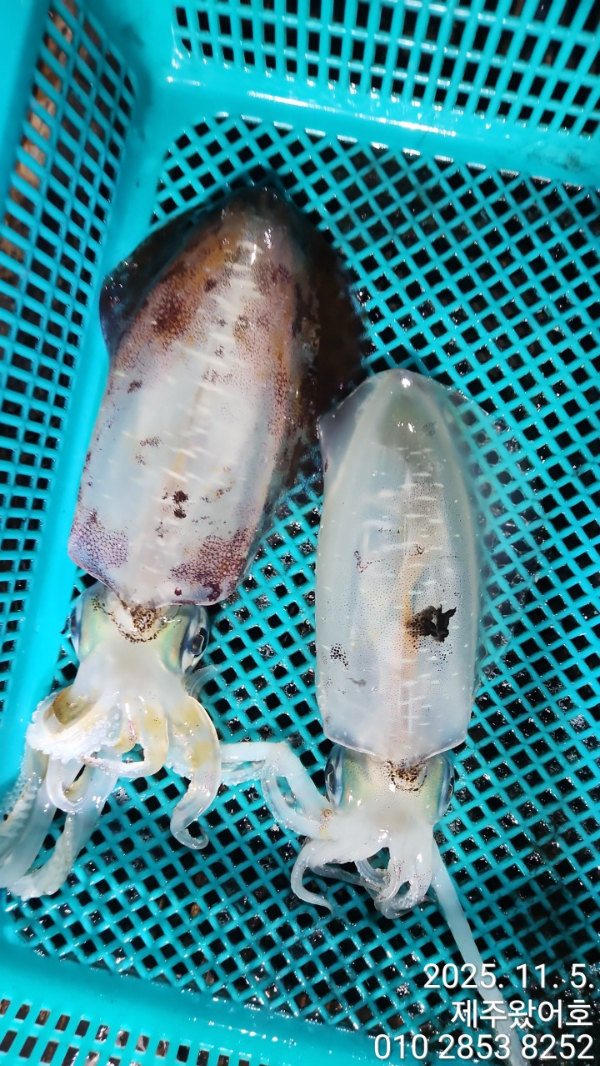 제주왔어호_사진_20251105_13.jpg