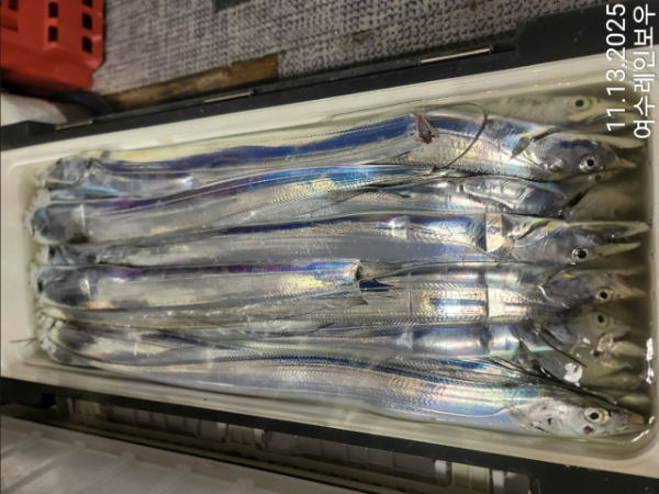 ♡여수레인보우♡갈치_열기_한치_갑오징어__사진_20251113_17.jpg