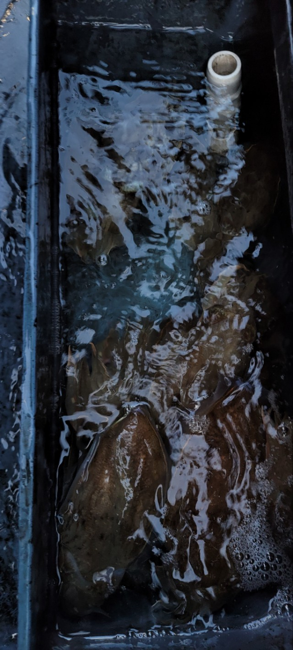 예지퀸호 농어외수질&어초낚시 경기인천권_사진_20251113_12.jpg