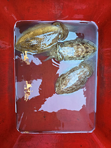 인천쭈꾸미낚시 (2).jpg